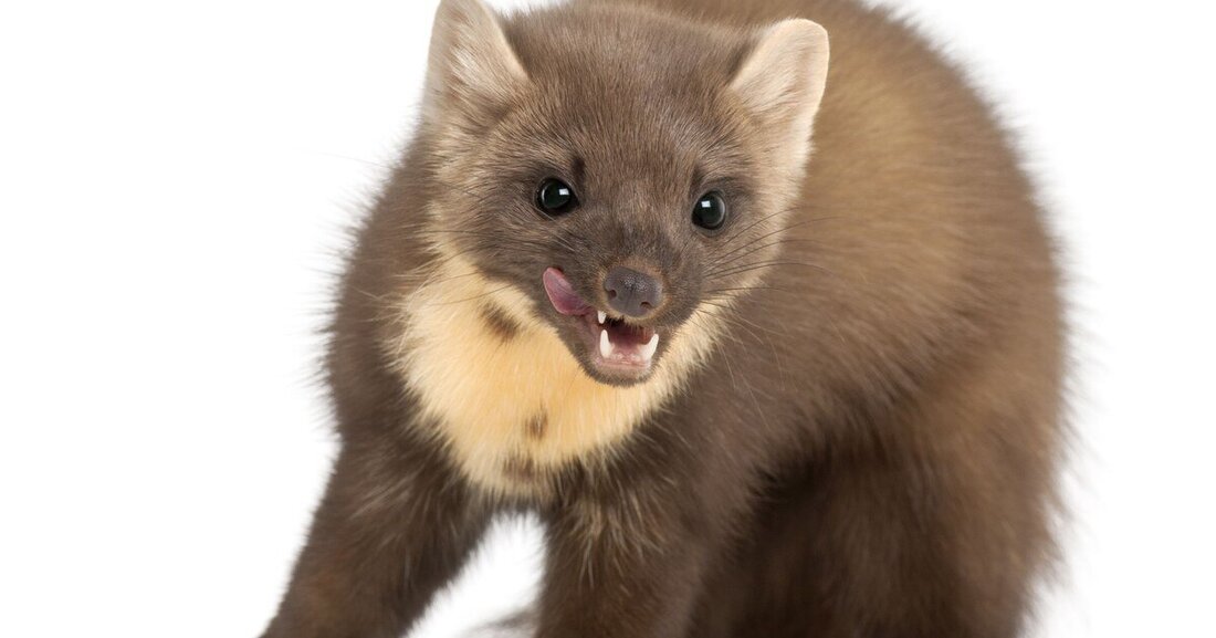 Bei Revierkämpfen vor der Paarungszeit reagieren Steinmarder ihre überschüssigen Aggressionen gerne an Autos ab.