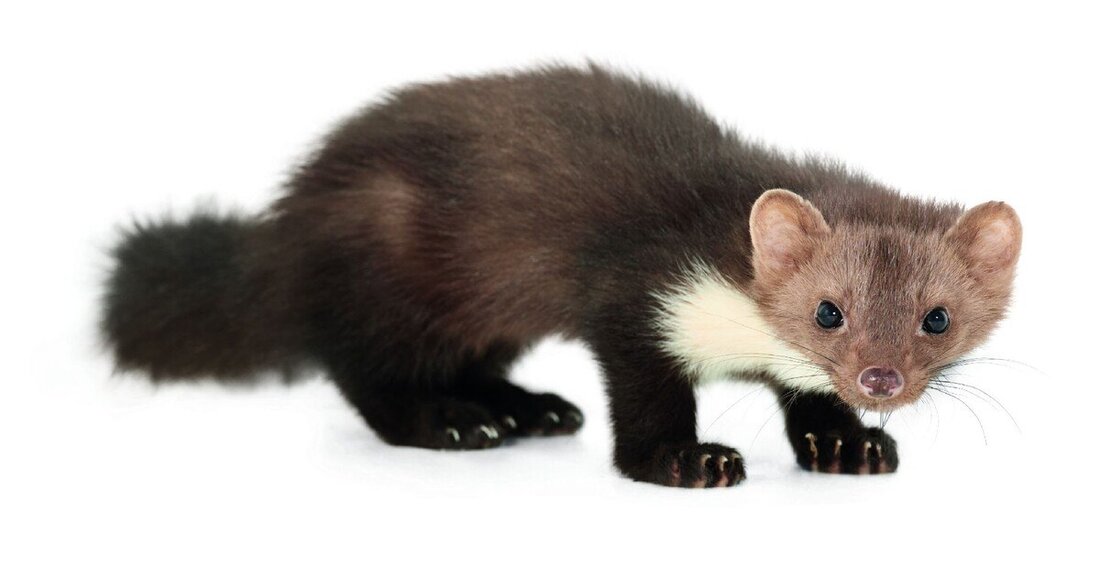 Marderabwehrspezialist Stop&Go wurde von den Lesern des „Auto Strassenverkehr“ zur besten Marke des Jahres gewählt.